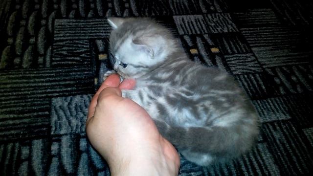 Пойми кошек и котов! Когда коты разговаривают с нами. Кот говорит VivaVideo!