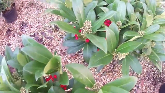 Big Plant Nursery - Skimmia japonica 'Sensation' смотреть онлайн