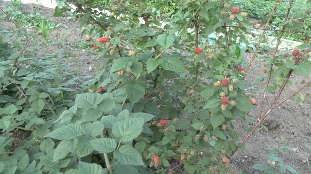 Видео обзор ежевично - малиновых гибридов. смотреть онлайн