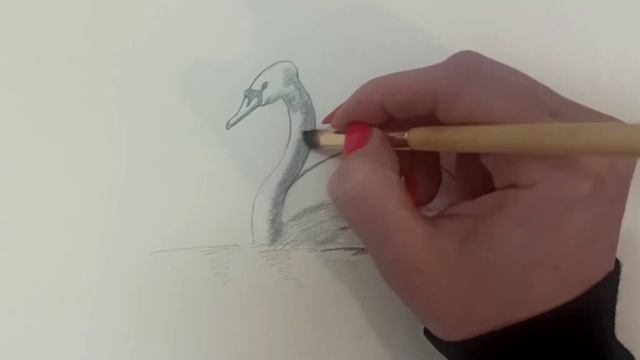 KAKO se crta LABUD - BRZO i lako - How to draw a SWAN easy смотреть онлайн