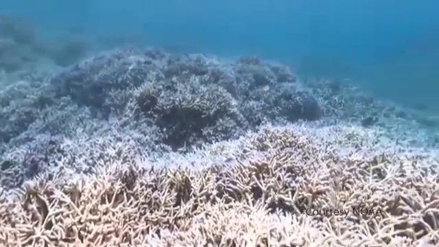 #underwater #party #sleep with #ocean and #classical #music. смотреть онлайн