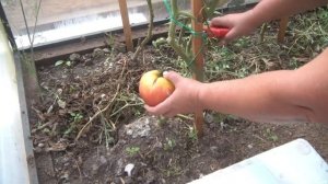 Томат Вельможа от Сибирского сада в теплице