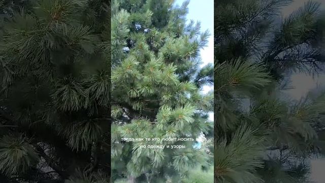 Ольга Иноземцева