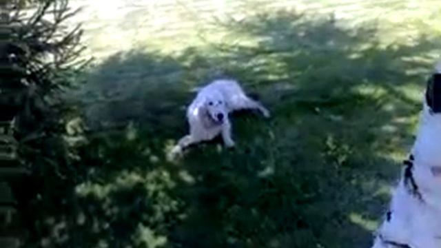 Аркандорус Гедеон Гелиос Прайм (Гелен 8 месяцев) смотреть онлайн