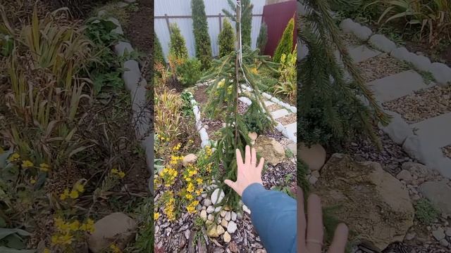 ель обыкновенная Фробург. Picea abies Frohburg. Садовый дневник. 25.10.23 смотреть онлайн