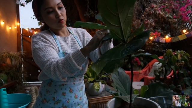 Planting with Jewelyn: Ficus Lyrata | plant care & tips | October 2017 смотреть онлайн