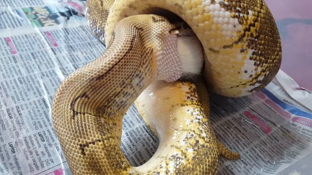 Ella es Gea m Pitón Regius (Pitón Bola) Fase Spinner comiendo смотреть онлайн