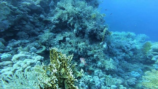 Diving. Egypt. Tiran Island. Reef Jackson & Gordon. 2021 смотреть онлайн