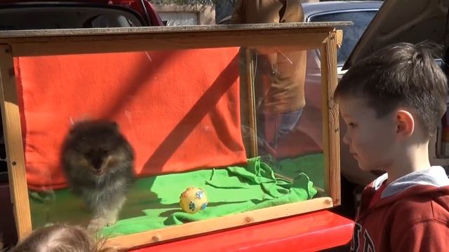 VLOG Катя на рынке питомцев смотреть онлайн