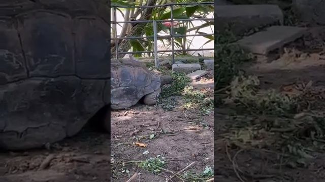 Черепашья ферма на Сейшельских островах. смотреть онлайн