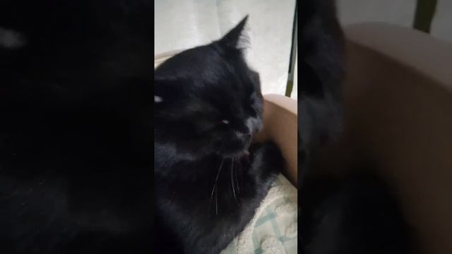 как заставить чихнуть кота??? смотреть онлайн