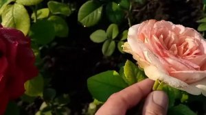 Розы:Крайслер Империал, Фантазия Мондиаль.