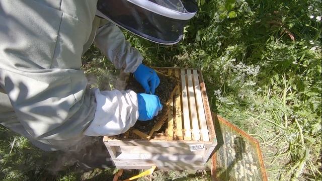 Beekeeping 2021 Haselor apiary hive 4 update (3) and queen marking #21 смотреть онлайн
