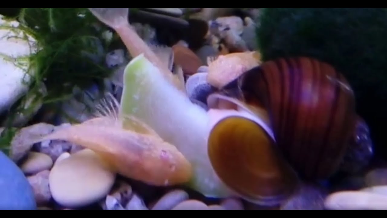 Кормим анциструса и ампулярию кабачком. Как кормить Анциструса и Ампулярию кабачком смотреть онлайн