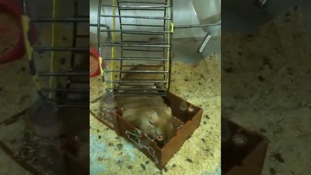 Полевки смотреть онлайн