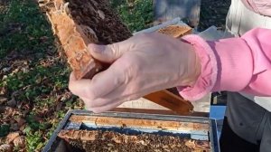 Пробуем применять изоляцию маток. Ч.1.(09.12.2022)