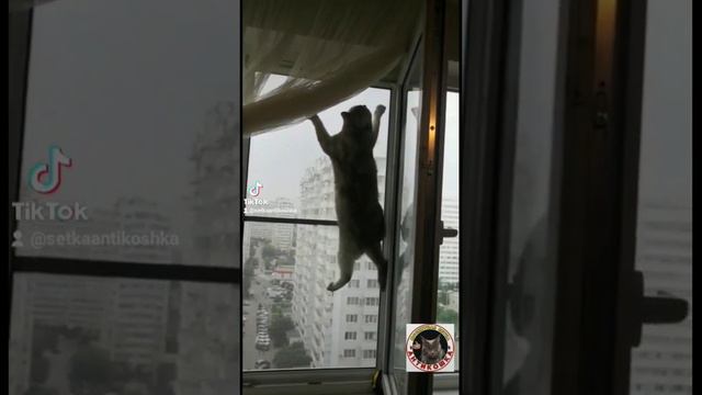 Москитная сетка Антикошка смотреть онлайн