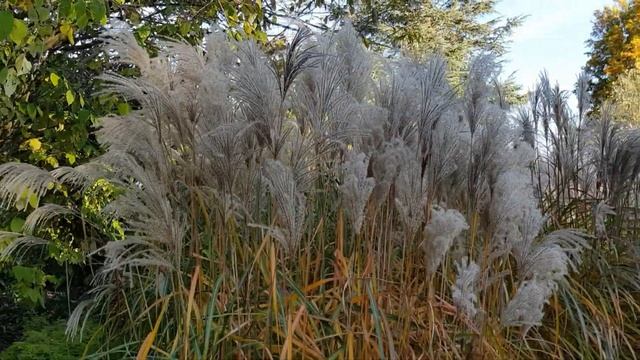 Miscanthus sinensis 'Malepartus' смотреть онлайн