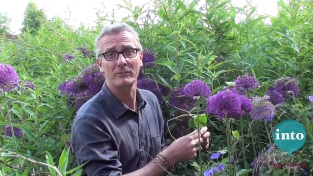 Know Your Weeds: Convolvulus (Bindweed) смотреть онлайн