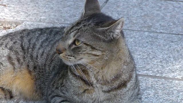 panasonic sd800 gatto 50p смотреть онлайн