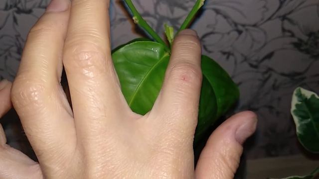 Лимон Мелароза, экземпляр моей коллекции смотреть онлайн