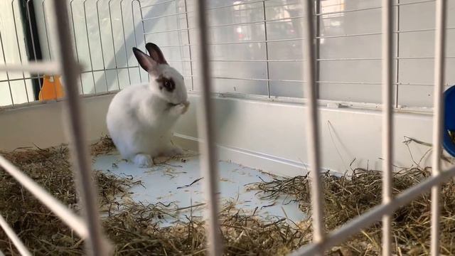 Cute Bunny Rabbits In PetShop Store TheReef Gibraltar / Милые Зайцы Кролики Зоомагазин Риф Гибралта смотреть онлайн
