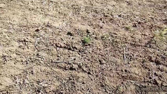 К-704ТУ.ПОСЕВНАЯ.СЕЗОН 2023.ЗАВЕРШЕНИЕ ПОСЕВОВ ОСНОВНЫХ ПОЛЕЙ.ОПЯТЬ НАХОДКИ.#АЛЕКС-ЮСТАСУ #сезон202 смотреть онлайн