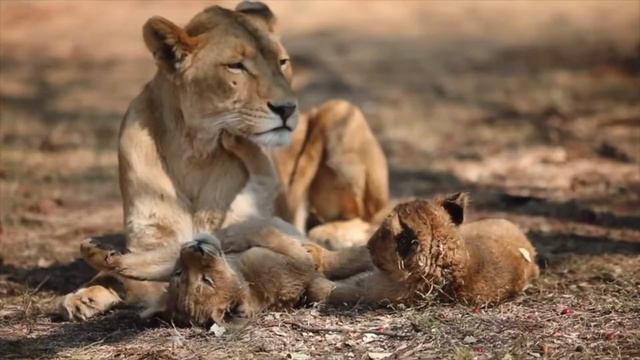 Top 10 Things To Do In Johannesburg South Africa | Travel Guide смотреть онлайн