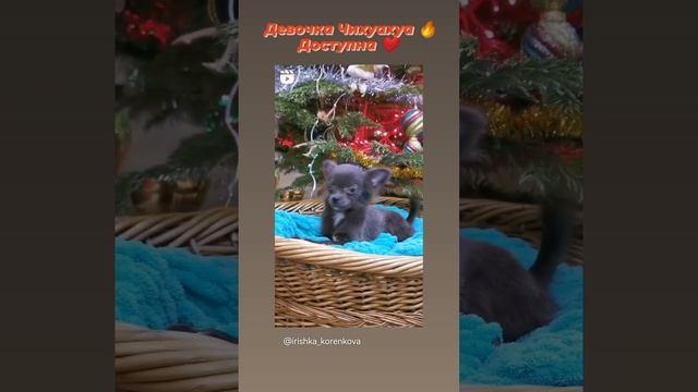  смотреть онлайн