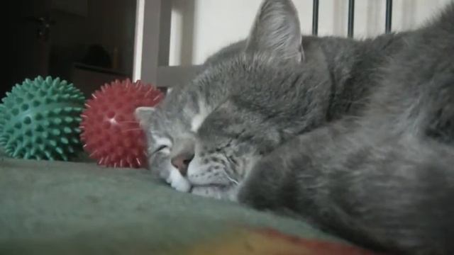 Прикольная кошка квакает во сне)