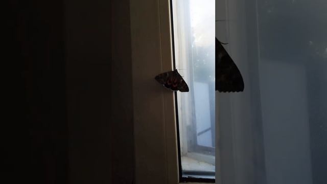 ленточница красная?❤️ смотреть онлайн