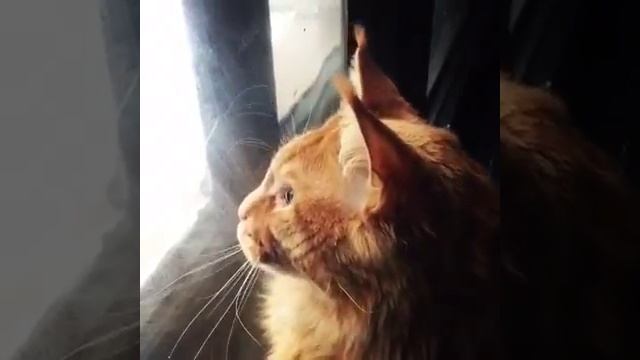 Кот и ворона смотреть онлайн