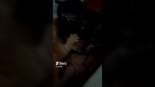 Разъезд котят, лапка на асфальте смотреть онлайн