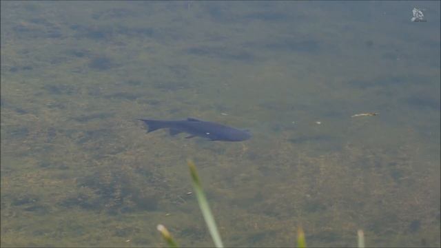 Белый амур в лесном пруду! Красивые кадры!!! смотреть онлайн