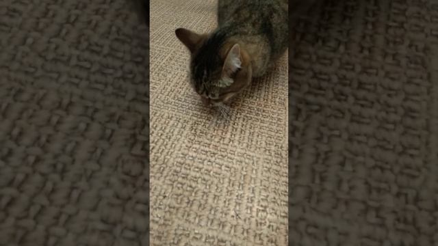 дегустация конины. Сами тоже ещё не пробовали ни разу. НО звери пробуют первыми? смотреть онлайн
