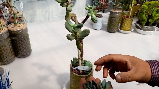 펜타드럼과 14 다육이들 ; succulents ; suculentas ; 多肉植物 смотреть онлайн