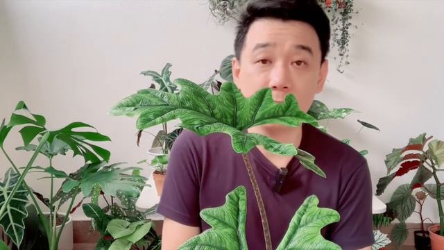 傑克林觀音蓮照顧貼士 - Alocasia Jacklyn Care Tips【生活職人】 смотреть онлайн
