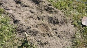 # 65. Тестируем культиватор Daewoo dat 2500e. Разрабатываем сами целину. Country life from scratch