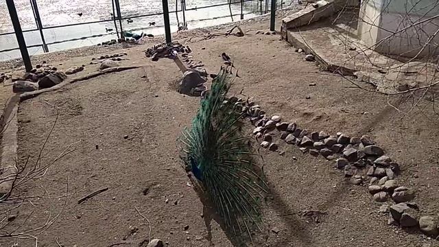 Павлин красуется перед курочкой в Московском зоопарке смотреть онлайн