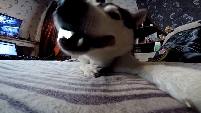 ХАСКИ, МАЛАМУТ  И ПИТОН / Husky, Malamute And Python