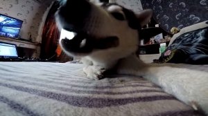 ХАСКИ, МАЛАМУТ  И ПИТОН / Husky, Malamute and Python