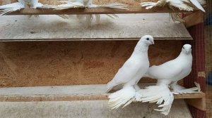 Бойные голуби. Мои белые моздокские.