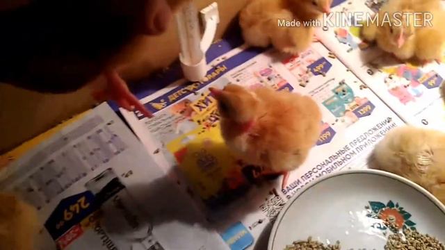 Результат инкубации куриных яиц. 2020 год. От моих голошейных кур.