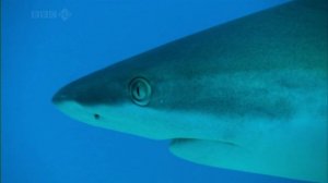 Тайны Тихого океана 4 серия «Океан вулканов» (документальный сериал, 2009)