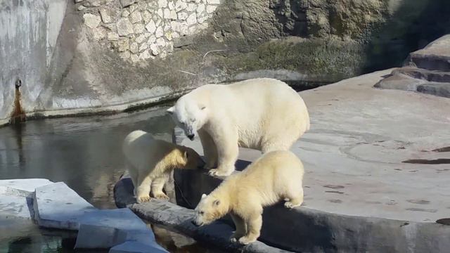 Московский зоопарк лето 2015 смотреть онлайн