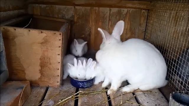 Маленькие крольчата едят запаренный горох!!