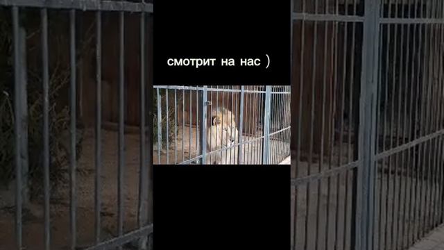 Зоопарк.Смотрим животных.1 часть смотреть онлайн