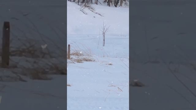 Цапли прилетели на Сахалин смотреть онлайн