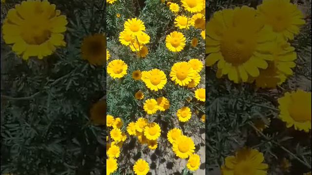 Лето! смотреть онлайн