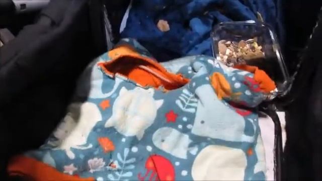 Stroller of Rats at Christmas Pet Expo смотреть онлайн